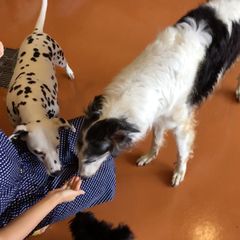 わんこに囲まれパラダイス 世界の名犬牧場 でしたい5つのこと Retrip リトリップ