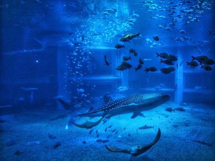 幻想的な海の中へ 大阪の巨大水族館 海遊館 でしたいこと5つ Retrip リトリップ