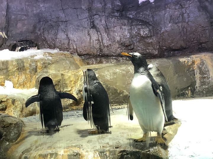 お土産迷子なあなたへ 海遊館 でゲットできる癒し 面白グッズ10選 Retrip リトリップ お土産迷子なあなたへ 海遊館 でゲットできる癒し 面白グッズ10選 Retrip リトリップ