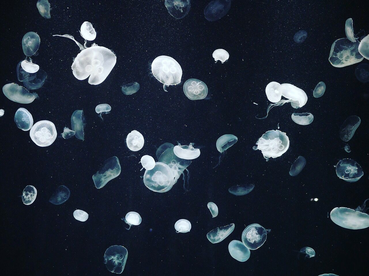 9枚目の画像 クラゲに癒されたい 幻想的なクラゲの水槽が見られる水族館7選 Retrip リトリップ