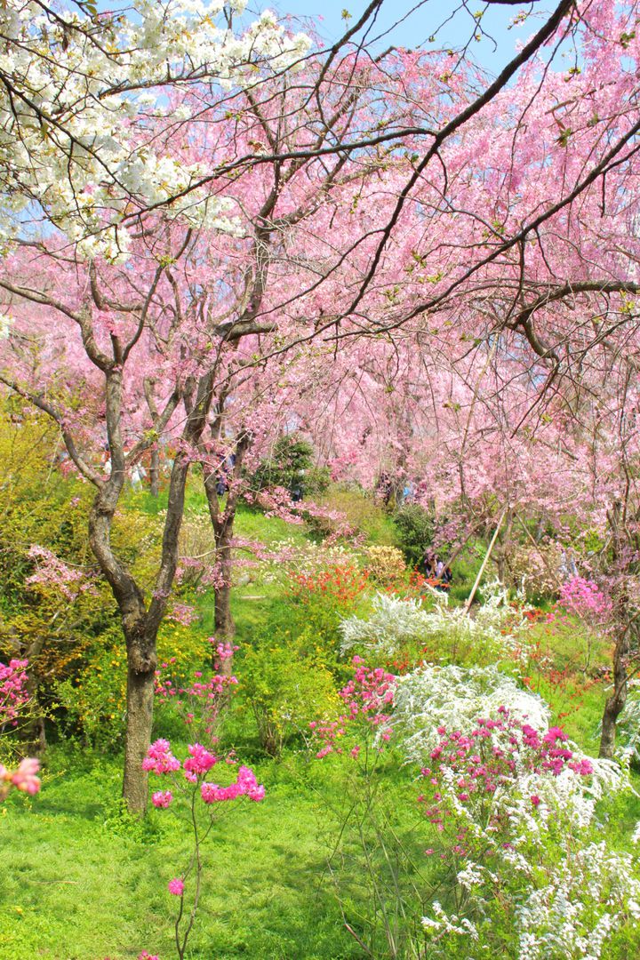 そこはまるで秘密の花園。京都で密かに人気な桜の名所「原谷苑」とは