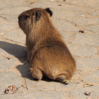 22最新 横浜の人気動物園ランキングtop4 Retrip リトリップ