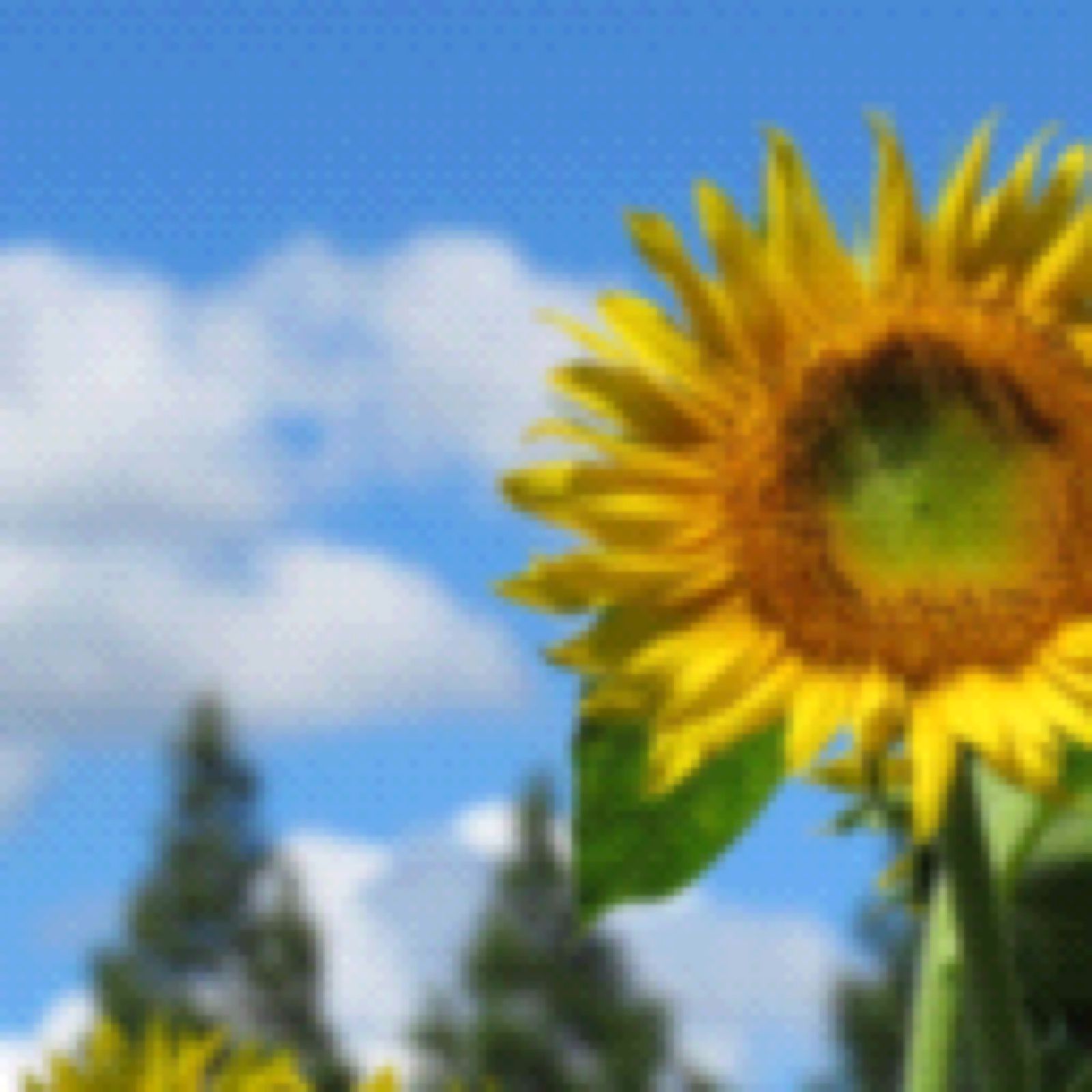 柏でおすすめのデートスポット10選 公園でゆったりお散歩デートを Retrip リトリップ